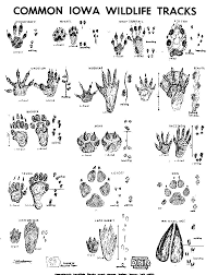 Go Exploring 14 Iowa Wildlife Tracks To Look For Animal Tracks Wildlife Coloring Pages