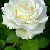 During times of grieving, a gracefully arranged funeral flower stands or funeral wreath will surely be appreciated. 1