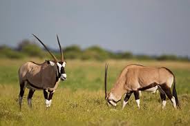 This is the newest place to search, delivering top results from across the web. Botswana Tourismus Boykott Soll Indigenes Volk Retten Geo