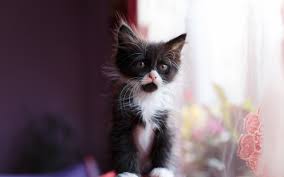 ✓ hd & 4k quality ✓ no attribution required related images: Wallpaper Cute Kitten Black White Bokeh 2560x1600 Hd Picture Image