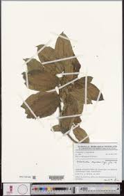 Image result for Dichaetanthera corymbosa