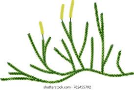Image result for Lycopodium
