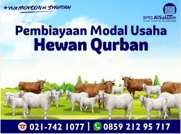 Bapak bapak dan ibu ibu pecinta dan pejuang qurban. Pembiayaan Pinjaman Syariah Modal Usaha Hewan Ternak Qurban