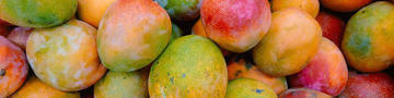 (are you seeing a trend here?) Can Dogs Eat Mango Purina