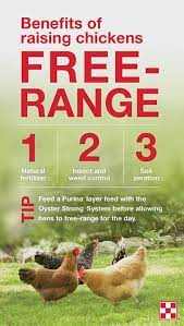 Will chickens eat your garden. Raising Free Range Chickens In Gardens Purina Animal Nutrition
