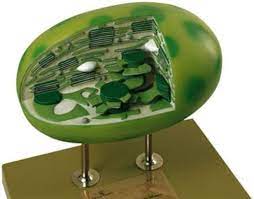 somso chloroplast of higher plant pflanzenzellenmodell pflanzenzelle biologie