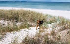 Strandurlaub mit hund an der nordsee. Die 8 Schonsten Hundestrande In Holland 2021 Mit Karte