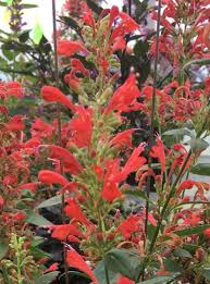 But what's even more appealing is their simplistic nature that makes. Kudos Red Dwarf Hummingbird Mint Agastache Mexican Hyssop Agastache Almost Eden