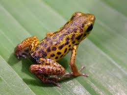 Photo Grenouille Oophaga Pumilio Pastores Variante 2 Frog And Toad Poison Dart Frogs Toad