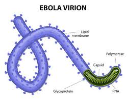 1976 zaire ebola virus outbreak. Struktur Eines Virions Ebolavirus Virus Ebola Oder Hamorrhagisches Fieber Ist Eine Ursache Eine Schwere Und Oft Todliche Krankheit Des Menschen Evd Oder Ehf Lizenzfrei Nutzbare Vektorgrafiken Clip Arts Illustrationen Image 30890728