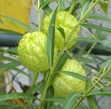 Find Milkweed Plants And Milkweed Seeds For Monarchs 25 School Butterfly Garden Milkweed Seeds Milkweed Plant