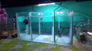 My Betta Fish Tank Setup Betta World Youtube