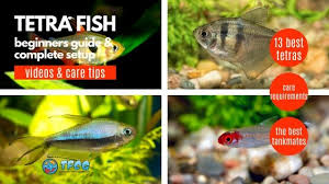 Tetra Fish Types List Of The 13 Best Most Popular Tetras