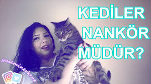Kediler Nankor Mudur Youtube