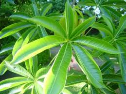 Image result for Sterculia quinqueloba
