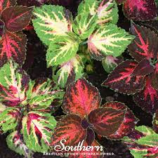 Image result for Coleus hereroensis