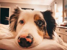 Are miniature australian shepherds a real breed? Miniature Australian Shepherd 10 Things You Should Know Your Dog Advisor