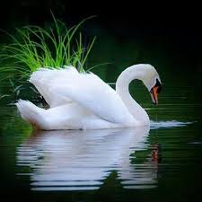 Image result for ??