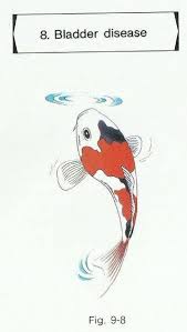 Koi Diseases Tested Treatments Destroy Them Learn How 2019 Fresh Water Fish Tank Koi Fish Tank For Sale