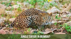 Jungle Safari in Mumbai: Can you ...