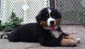 Gmd's, like the goldendoodle and bernedoodle, are intelligent. Good Breeder Devon S Berners Bernese Mountain Dog Mountain Dogs Dogs And Puppies