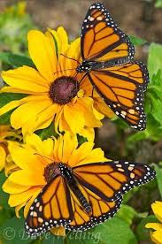 Monarchs Beautiful Butterflies Monarch Butterfly Nature Photography