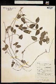 Image result for Commelina nigritana