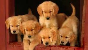 It's also free to list your available puppies and litters on our site. 8hsjo9rpdaqgtm