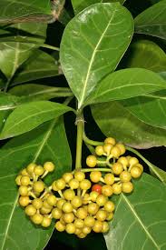 Image result for Psychotria capensis