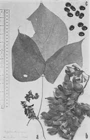 Image result for Rhynchosia micrantha