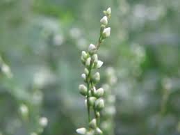 Image result for Isoglossa punctata