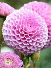 Image result for Stolzia williamsonii