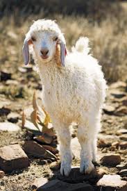 Learn vocabulary, terms and more with flashcards, games and other australian rangeland and boer goats as well as angoras, cashmeres and dairy goats. 200 Angora Goats Ideas Angora Goats Goats Angora