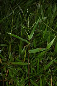 Image result for Acroceras zizanioides