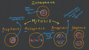 Genes / proteins | definitions | models | developmental models | general concepts genes / proteins | definitions | models | developmental models | general concepts | contribute/corrections. Mitosis Lesson For Kids Definition Stages Educational Videos For Kids Study Com