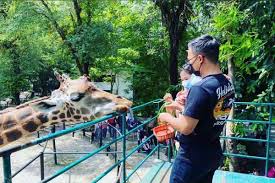 Anda bisa belajar aneka satwa dengan hanya membayar harga tiket masuk yang cukup terjangkau. Kebun Binatang Surabaya Harga Tiket Masuk Spot Terbaru 2021