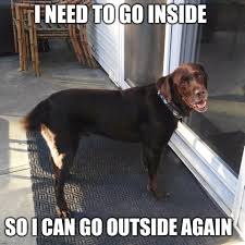 Funny Dog Memes For Canine Lovers Funny Dogs Funny Dog Memes Funny Animal Memes