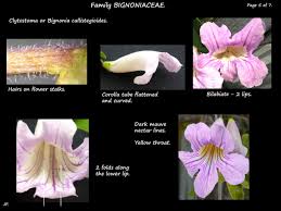 Image result for Bignonia callistegioides