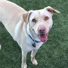 ThomasLomas (Thomas Lomas) · GitHub