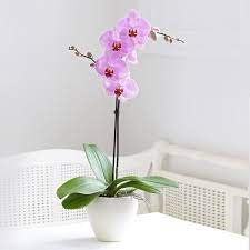 Pink Phalanopsis Orchid Plant In Pot Flowers Oman Flowers Gifts In Muscat