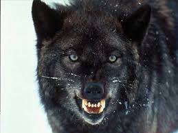Learn how to draw snarling wolf pictures using these outlines or print just for coloring. Wolf Pictures Snarling Wolf 1