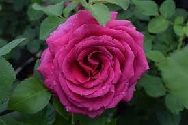 Miranda Lambert Hybrid Tea Rose Hybrid Tea Roses Tea Roses Tea Rose Garden