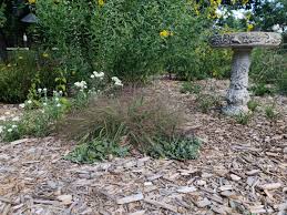 Image result for Eragrostis macrochlamys