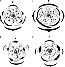 Image result for Hypertelis