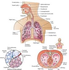 The Respiratory System Top Upper Respiratory Structures And The Structures Of The Thorax Bottom Left An Imagenes Mickey Y Minnie Mickey Y Minnie Anatomia