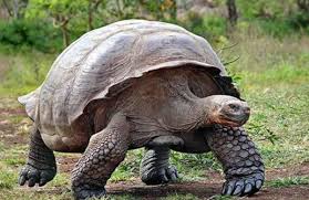 What is the longest life span of a turtle? How Long Does A Turtle Live Pets Care