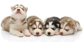Cute newborn baby husky with blue eyes. Newborn White Baby Husky Newborn Baby