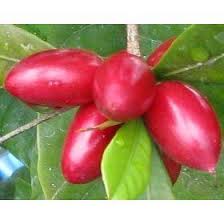 How to take care of a new citrus tree. Pin On Gardening And Landscaping