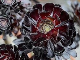 Black Rose Aeonium Sukulent Nasil Buyur Ve Bakimi Turkiye Nin Sukulent Ve Kaktus Marketi