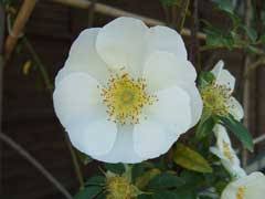 Image result for Rosa laevigata